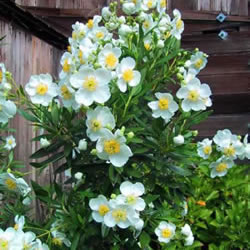 The beautiful flowering Bush Anemone with its large white petals and yellow centers. 